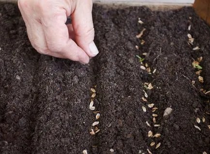 Arborvitae növekvő vetőmagvak