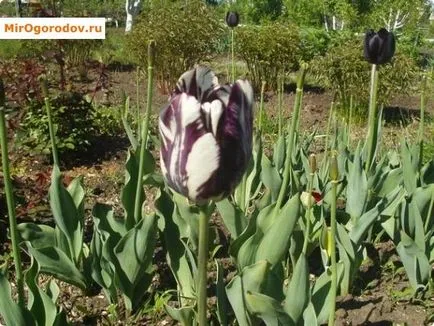 Tulipán megfakult, mit kell tenni a nyáron