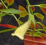 Ismerje tenyésztés nematanthus szabályok és gondozása céljából (a vékony száron elágazás Flowers) Ismerje tenyésztés nematanthus szabályok és gondozása céljából