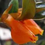 Ismerje tenyésztés nematanthus szabályok és gondozása céljából (a vékony száron elágazás Flowers) Ismerje tenyésztés nematanthus szabályok és gondozása céljából