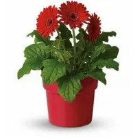 Ismerje tenyésztés nematanthus szabályok és gondozása céljából (a vékony száron elágazás Flowers) Ismerje tenyésztés nematanthus szabályok és gondozása céljából