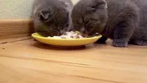 Törődés a Scottish fold cica, étel, védőoltások és az oktatás