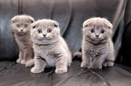Törődés a Scottish fold kiscicák - tippek és trükkök (ellátás) Törődés a Scottish fold kiscicák - tippek és trükkök