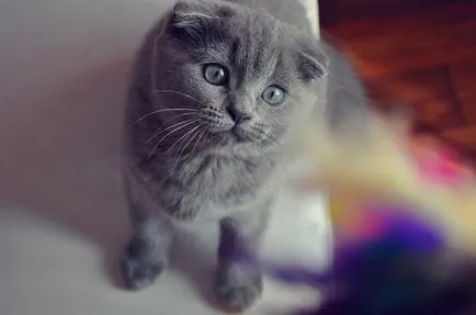 Törődés a Scottish fold cica alapvető szabályokat, a tulajdonosok (Lógófülû) Törődés a Scottish fold cica alapvető szabályokat tulajdonosok