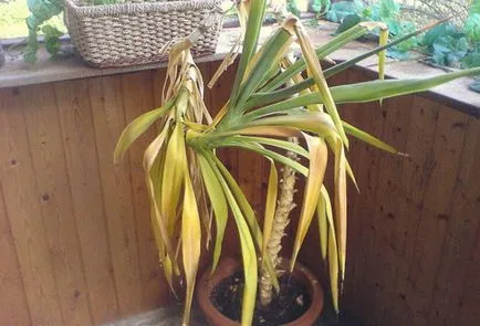 Care yucca kert (fotó), milyen a növény és gondozása, hogyan kell kezelni