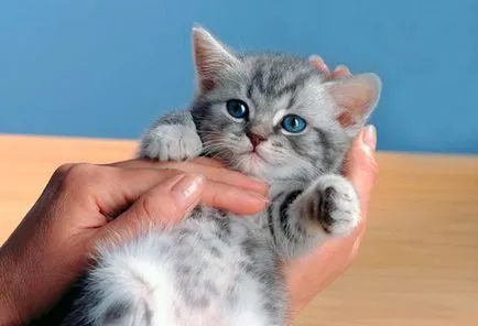 Törődés a Scottish fold kiscicák - tippek és trükkök (cica) Törődés a Scottish fold kiscicák - tippek és trükkök