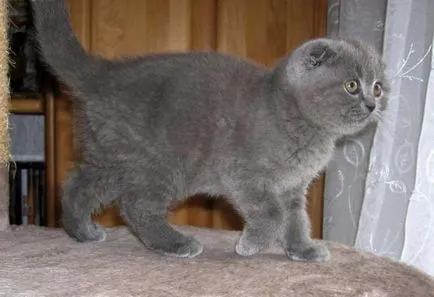 Törődés a Scottish fold cica alapvető szabályokat, a tulajdonosok (ellátás) Törődés a Scottish fold cica alapvető szabályokat tulajdonosok