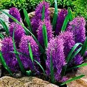 tavaszi virágos kert