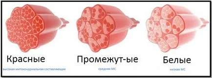 Típusú izomrostok