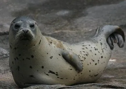 Majestic medvefóka