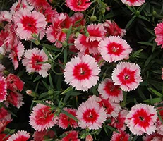 Termesztés Dianthus chinensis vetőmag (szegfűszeg) Termesztés Dianthus chinensis vetőmag