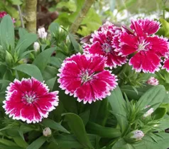 Termesztés Dianthus chinensis vetőmag (szegfűszeg) Termesztés Dianthus chinensis vetőmag