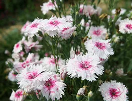 Termesztés Dianthus chinensis vetőmag (vetőmag kínai szegfű) Termesztés Dianthus chinensis vetőmag