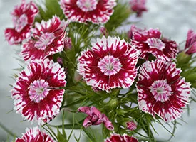Termesztés Dianthus chinensis vetőmag (mag) Termesztés Dianthus chinensis vetőmag