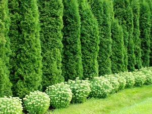 Termesztése arborvitae vetőmag kiválasztása ültetési anyag, a talaj-előkészítés, ültetés és gondozás