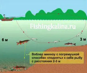 Minnow crankbaits (minnow) - kérdésekre adott válaszok a megállapításaikat horgászok