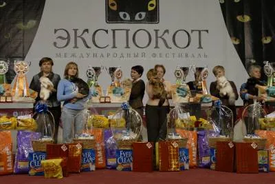 Cat show-szabályok, az előkészítés és a részvétel
