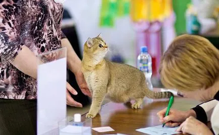 Cat show-képzés, szabályok, a részvétel, címek