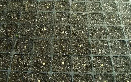 Grow palánták a magokat padlizsán titkok kamionosok (padlizsán) Mi nőnek padlizsán palántákat a magokat a titkait kamionosok
