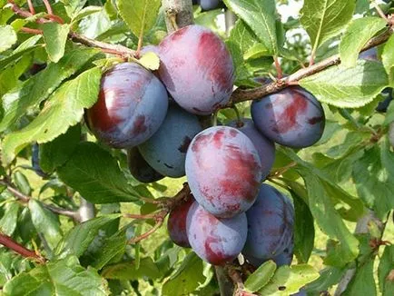 Grow lefolyó megfelelően