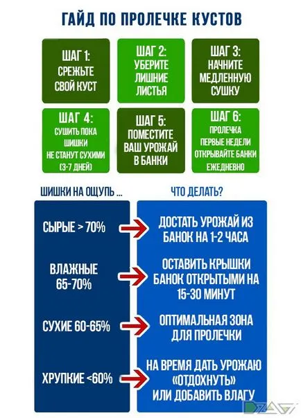 Kannabisz termesztésének otthon - szárítás és prolechka betakarítás marihuána (groving) Kannabisz termesztésének otthon - szárítás és a betakarítás a marihuána prolechka