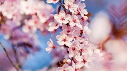 Cherry Blossom Idő