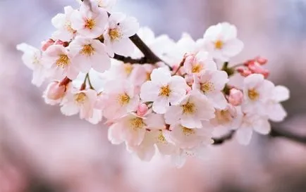 Cherry Blossom Idő