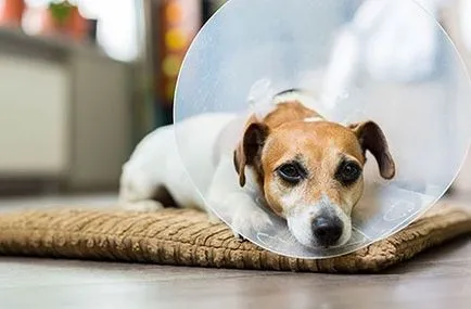 Nyakörv - védelem a kutyák nem a kezüket - dogcollar - lőszer és kiegészítők kutyáknak (do) Nyakörv - védelem a kutyák nem a kezüket - dogcollar - lőszer és kiegészítők kutyáknak