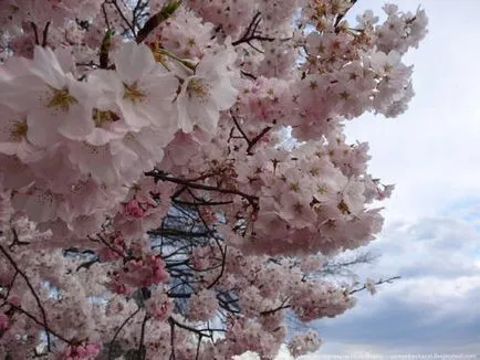 Cherry Blossom Idő