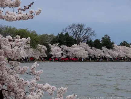 Cherry Blossom Idő