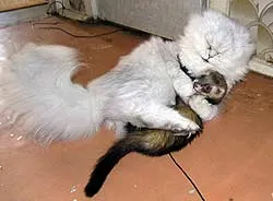 Ferret és más állatok, Ferret Center (az állatok különböző területek) Ferret és más állatok, Ferret Központ