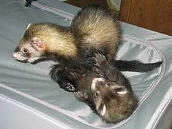 Ferret és más állatok, Ferret Központ (Egyéb) Ferret és más állatok, Ferret Központ