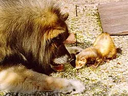 Ferret és más állatok, Ferret Center (az állatok különböző területek) Ferret és más állatok, Ferret Központ