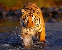 Jellemzői emberek, akik született a Year of the Tiger (jellemző) Jellemzői emberek, akik született a Tigris éve