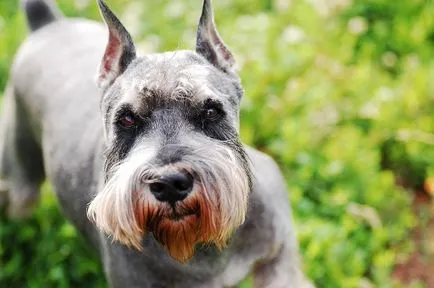 Jellemző az összes schnauzer kutya fajták, azok jellemzőit és fotó (kutya) Jellemző mindenféle kutyafajták schnauzer, azok jellemzőit és fotó