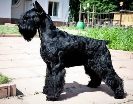 Jellemző az összes schnauzer kutya fajták, azok jellemzőit és képek (minden) Jellemző mindenféle kutyafajták schnauzer, azok jellemzőit és fotó