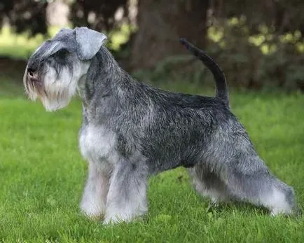 Jellemző az összes schnauzer kutya fajták, azok jellemzőit és képek (minden) Jellemző mindenféle kutyafajták schnauzer, azok jellemzőit és fotó