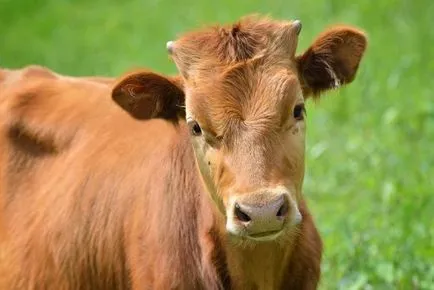 Slaughter tehenek vágás, megnyitva egy módja annak, hogy megölik