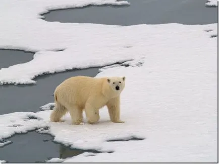 Rejtélyes North Pole