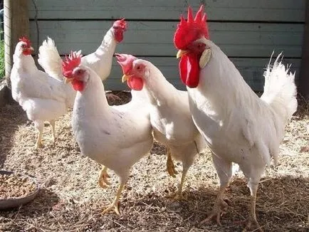 Tojástermelés tojótyúkok táplált és hogyan kell meghatározni a helyes (tojótyúkok függő) Tojástermelés tojótyúk és hogyan kell meghatározni a helyes takarmány