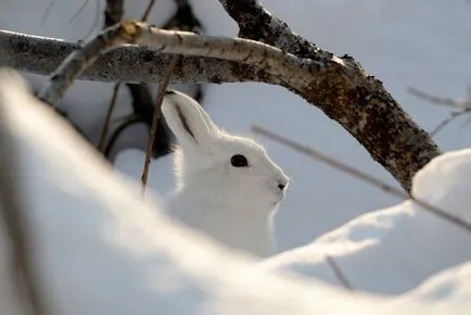 Hare télen - vadászat hurkok és csapdák, hogyan vadásznak nyúl és vadnyúl