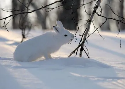 Hare télen - vadászat hurkok és csapdák, hogyan vadásznak nyúl és vadnyúl