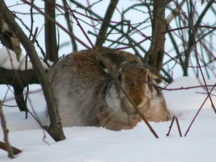 Hare télen - vadászat hurkok és csapdák, hogyan vadásznak nyúl és vadnyúl