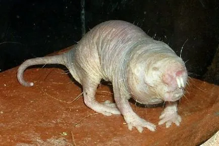 10 lények élnek a föld alatt