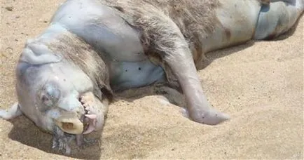 15 A legszörnyűbb állat mutánsok () 15 A legszörnyűbb állat mutánsok