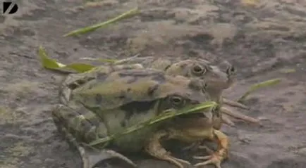 15 A legszörnyűbb állat mutánsok () 15 A legszörnyűbb állat mutánsok