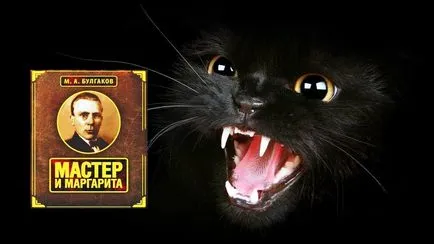 Top 12 könyv a macskákról - fénykép állatok