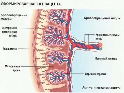 1-én, az érettségi foka a placenta különböző terhességi kor (lejárat) 1-én, az érettségi foka a placenta különböző szakaszaiban a terhesség