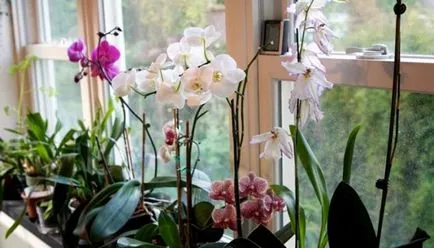 Orchid hazai viszonyokra történő adaptálását, kastély (nappal a vásárlás után) Orchid hazai viszonyokra történő adaptálását, kastély