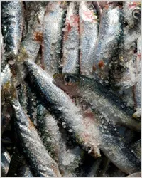 Anchovies ezüst európai konyha (frissen őrölt fekete bors) Anchovies ezüst európai konyha